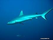 Fotos und Reiseberichte Tauchen zwergbuddy.de